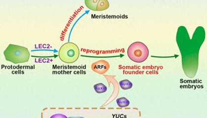 科研新突破！我国科学家破解植物细胞全能性世纪难题