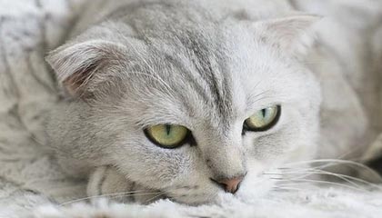 西平县人民医院体检软件更新功能项目-竞争性磋商公告