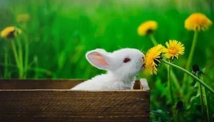 长春金传科技更新频率究竟如何解决