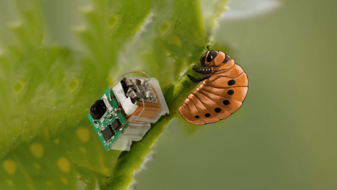 西湖大学研发昆虫尺度软体机器人:能爬能游又抗摔,“机器小强”为什么强