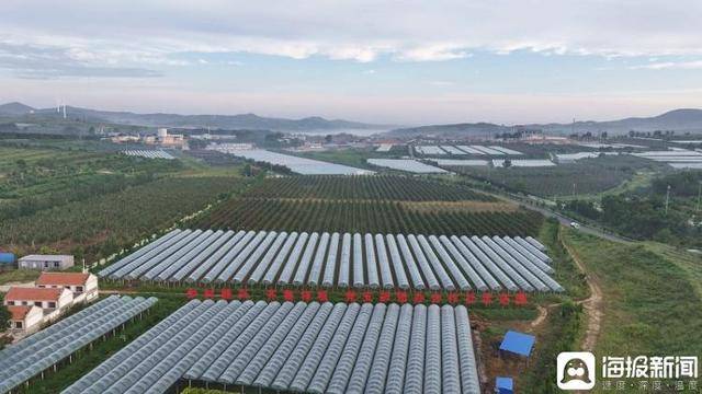 独立调查丨中国农民丰收节为啥选在山东这个小山村里办?