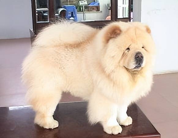 如何挑选纯种狮松犬?新手看完直接抄作业