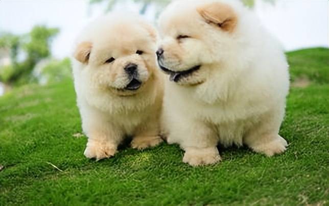 如何挑选纯种狮松犬?新手看完直接抄作业