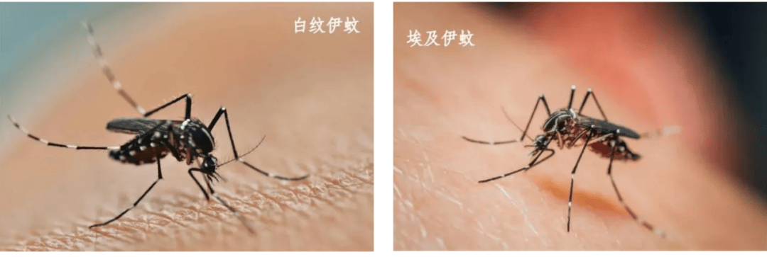 25～30℃蚊子最活跃！驱蚊水如何买、如何用？最全指引→