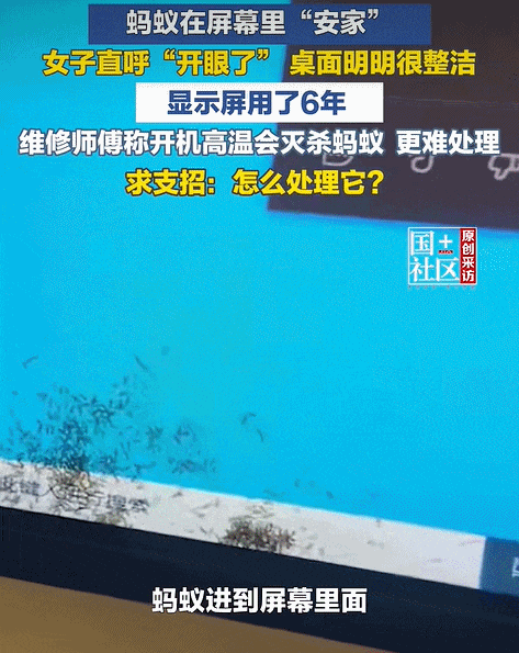 女子上班时一大团蚂蚁爬进电脑显示屏 网友:别在屏幕前吃东西